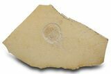 Horseshoe Crab (Mesolimulus) Fossil - Solnhofen Limestone #301384-1